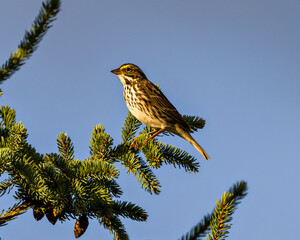 Warbler Stock Photo and Image. Perched on a spruce tree branch with blue sky background in its environment and habitat surrounding displaying feather, beak, feet.