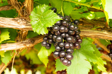 bunch of grapes,Close-up of bunches of ripe red wine grapes,Red wine grapes on vine and green leaves
