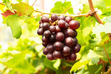grapes on vine,Close-up of bunches of ripe red wine grapes,Red wine grapes on vine and green leaves