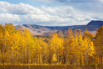 Fototapeta premium Autumn in Colorado