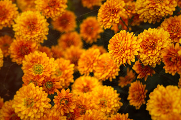 Background of yellow-orange chrysanthemums closeup in bright sunlight. Autumn flowers in the garden. Soft focus, the warm rays of the sun, full frame. Natural autumn background for mother's day. Macro