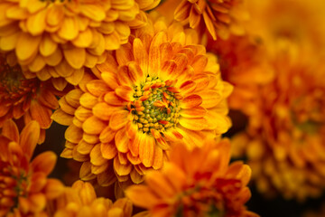 Background of yellow-orange chrysanthemums closeup in bright sunlight. Autumn flowers in the garden. Soft focus, the warm rays of the sun, full frame. Natural autumn background for mother's day. Macro