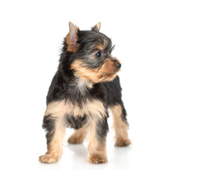 Tiny Yorkshire Terrier puppy stands and looks at camera. Isolated on white background