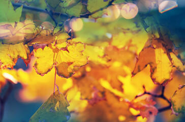 Autumn leaves