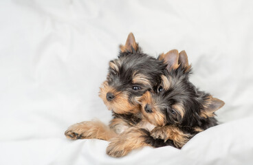 Two cute Yorkshire terrier puppies lying together under a white blanket on a bed at home. Top down view. Empty space for text