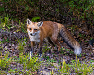 Naklejka na ściany i meble Red Fox Stock Photo and Image. Fox in the forest looking a the camera enjoying its habitat and environment displaying fur, body, head, eyes, ears, nose, paws, bushy tail. Fox Picture. Portrait.