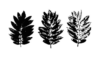 leaves of mountain ash vector black outline
