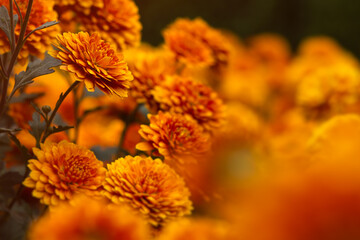 Background of yellow-orange chrysanthemums closeup in bright sunlight. Autumn flowers in the garden. Soft focus, the warm rays of the sun, full frame. Natural autumn background for mother's day. Macro