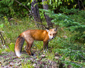 Red Fox Stock Photo and Image. Fox in the forest looking a the camera with a forest background in its habitat and environment displaying fur, body, head, eyes, ears, nose, paws, bushy tail. Portrait. 