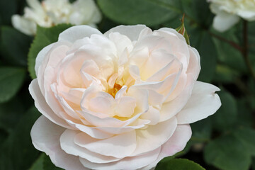 Pale pink rose flower in close up