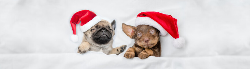 Dachshund puppy and pug puppy wearing santa hats sleep together  under a white blanket on a bed at home. Top down view. Empty space for text