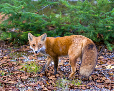 Red Fox Stock Photo and Image. Fox in the forest looking a the camera enjoying its habitat and environment displaying fur, body, head, eyes, ears, nose, paws, bushy tail with a green branches. 