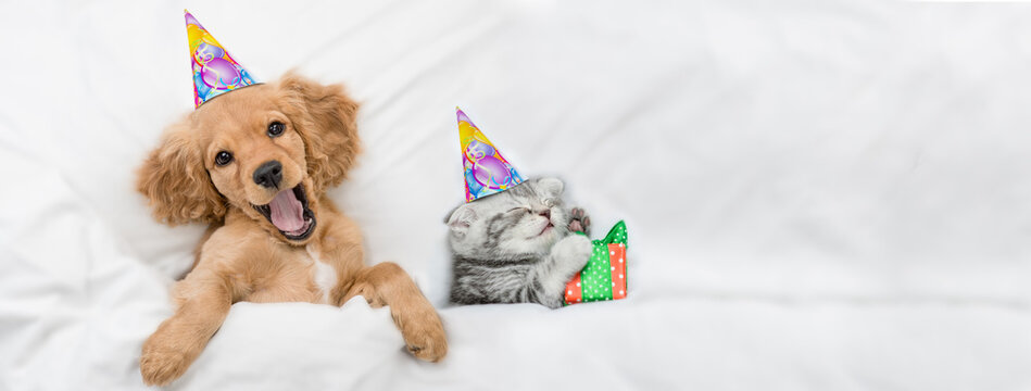 Funny yawning English Cocker spaniel puppy and kitten wearing birthday caps sleep together under white warm blanket on a bed at home. Kitten holds gift box. Top down view. Empty space for text