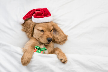 Cute English Cocker spaniel puppy wearing red santa hat sleeps with gift box under white blanket at...