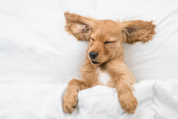 Eared English Cocker spaniel puppy sleeps on a bed at home. Top down view. Empty space for text