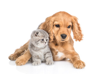 Portrait of a friendly English cocker spaniel puppy dog huging tiny kitten. isolated on white background