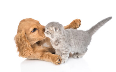 Fototapeta premium Playful English cocker spaniel puppy hugs and kisses gray baby kitten. isolated on white background