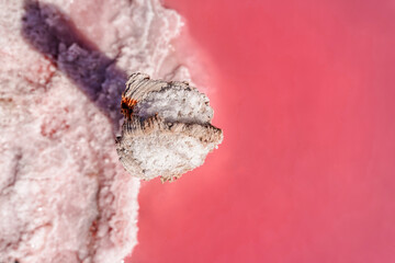 Pieces of salt on a wooden stick on a pink lake. Salt extraction for medicine and spa services