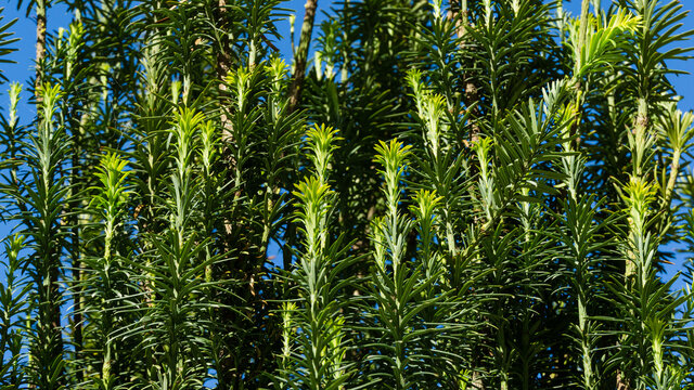 Cephalotaxus Harringtonii Drupacea fastigiata depressa, known as Japanese plum-yew, Harrington's cephalotaxus, or cowtail pine growing in Arboretum Park Southern Cultures in Sirius (Adler) Sochi.