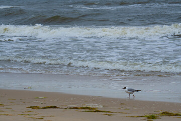 Ostsee beiZinnowitz