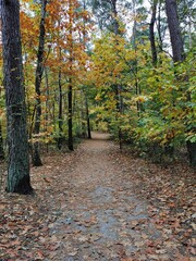 path in autumn forest