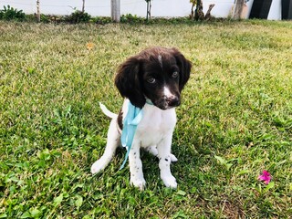 Puppy 4 Ever