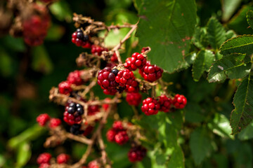 Wild forest berries similar to raspberries or blackberries