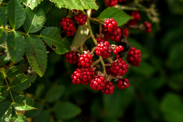 Wild forest berries similar to raspberries or blackberries