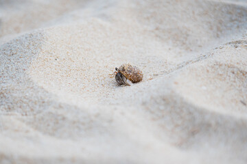 Hermit crap is walking on the sand