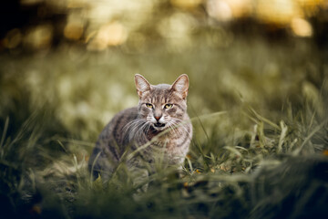 Portrait of a cat in nature. Homeless street cat walksin the grass.