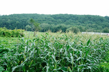とうもろこし畑