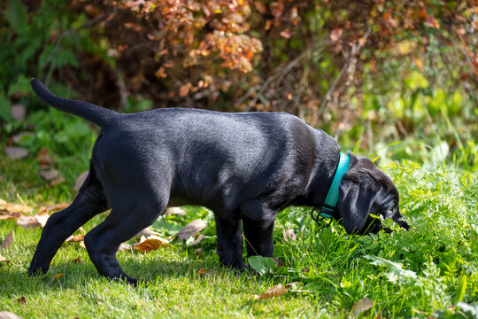 A young black Labrador Retriever puppy smells the ground in Finland. The background is the colors of autumn.