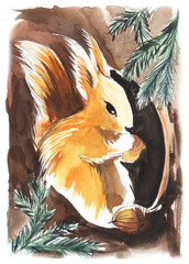 Old style drawing. a red fluffy squirrel sits in a hollow and gnaws at acorns. Hand drawn watercolor illustration