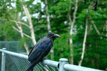 カラス