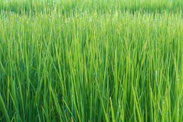 Green rice plant background with water drops