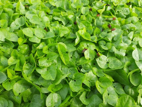 Macrotyloma uniflorum plant. It is a Pulse plant.It is a many names like horse gram,kulthi bean,hurali,Madras gram.In traditional&nbsp;Ayurvedic&nbsp;cuisine,Pulse is considered a food with medicinal qualities.