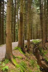 Obraz premium Hiking trail 