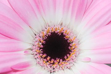 Obraz premium Close-up of pastel pink gerbera daisy flower, disk, anthes and tubes and petals i 