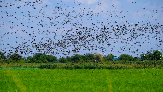 Autumn bird migrations