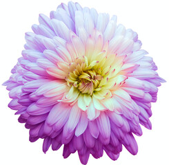 Purple chrysanthemum.  Flower on white  isolated background with clipping path.  For design.  Closeup.  Nature.