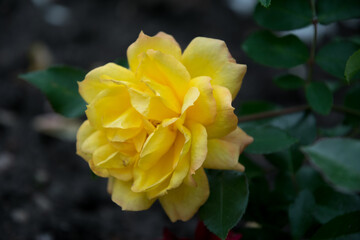 Yellow rose flower in an autumn English garden	