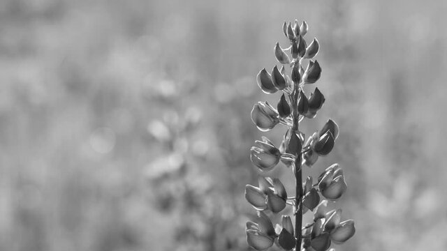Black and white 4k stock video footage of beautiful countryside spring or summer meadow with growing lupine flowers