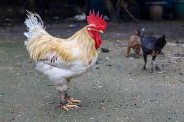 White Betong Chickken is stay in asia farm garden after rainny day