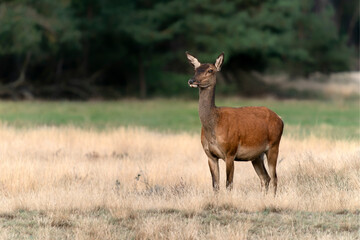 Female Red deer (Cervus elaphus) in rutting season on the fields of National Park Hoge Veluwe in the Netherlands. Forest in the background.                                                             