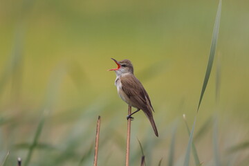 枝の天辺で鳴くオオヨシキリ