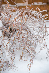 Twigs of tree encased in ice