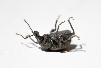 The ground beetle - cychrus caraboides is turned on his back with legs up on a white board.