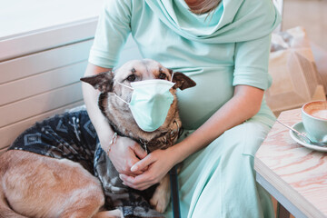 Obraz na płótnie Canvas Dog in medical face mask in hands of its owner. Pet’s care concept. Pregnant woman with dog in cafe.
