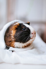 A tricolor guinea pig or Easter