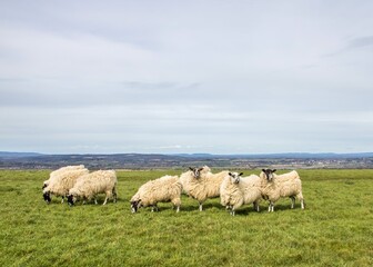 sheep grazing on a hill in Dorset England